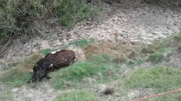 Por la sequía, los productores tamberos esperan lo peor para sus animales