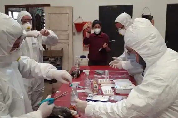 Vigilancia de Influenza Aviar H5N1 en Entre Ríos: se realizaron muestreos en aves silvestres en Victoria y Gualeguay