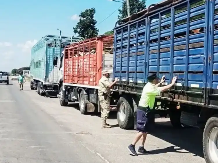 Detectaron garrapatas en un transporte de hacienda y ordenaron el retorno de los animales