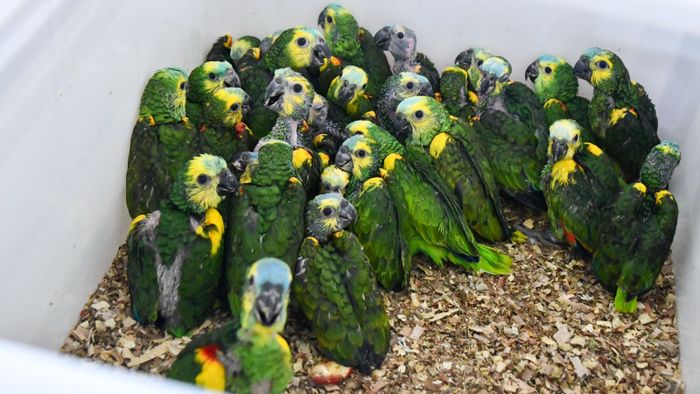 Tortugas y loros habladores: decomisaron más de 500 animales silvestres en Ruta 34 - 2