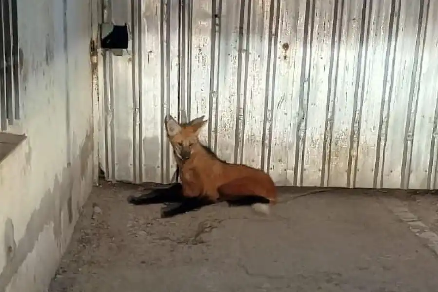Un Aguará Guazú fue hallado en zona urbana y devuelto a su hábitat natural