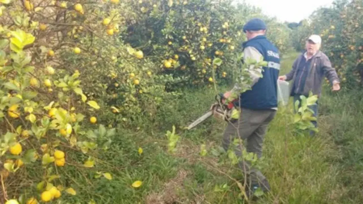 Trabajadores de la fruta tendrán un 60% de aumento salarial