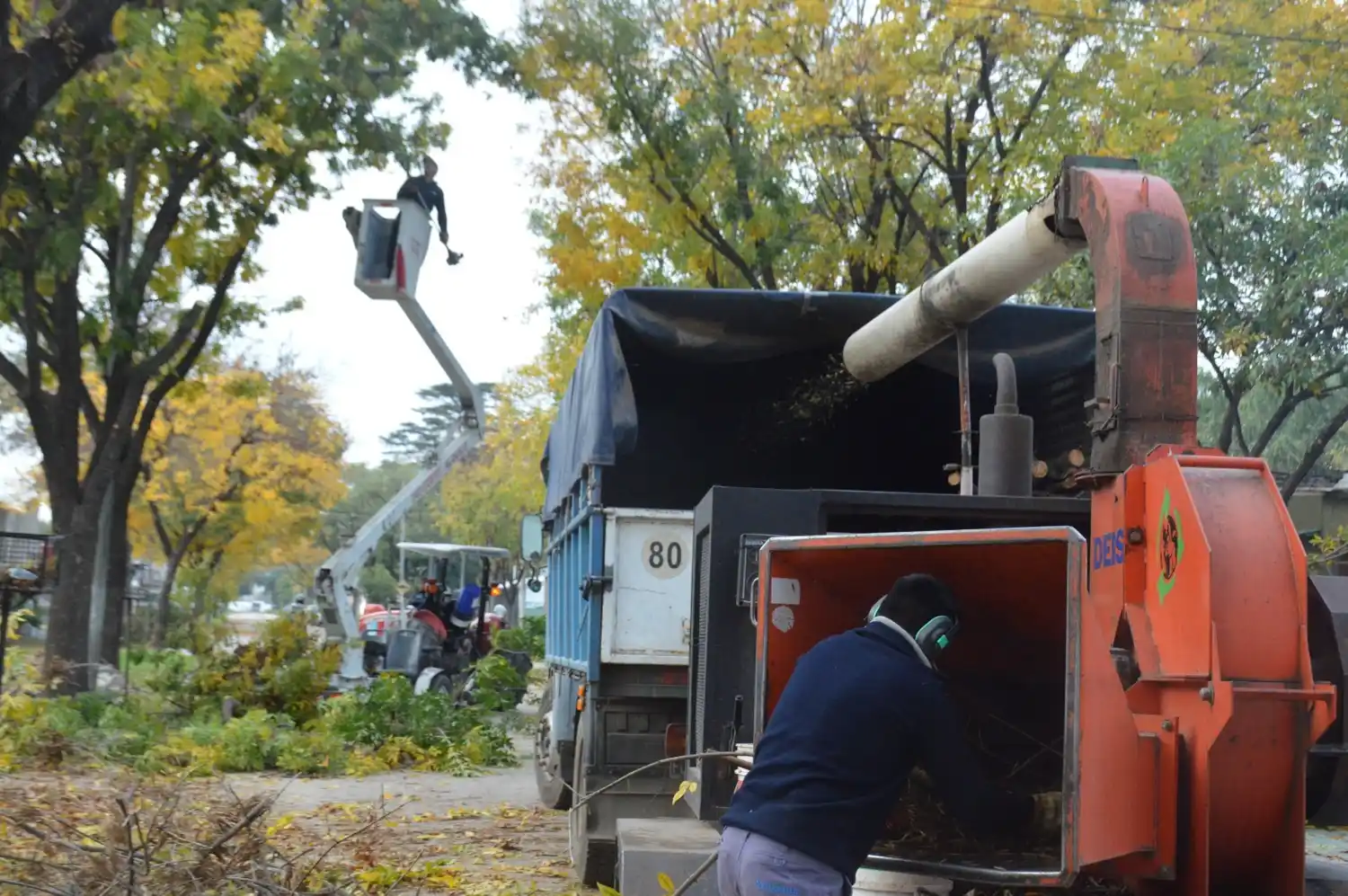 Personal municipal trabaja en la poda de árboles.