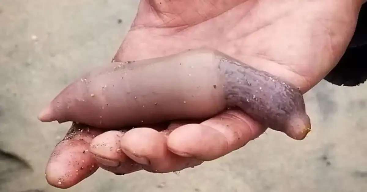El "pez pene".