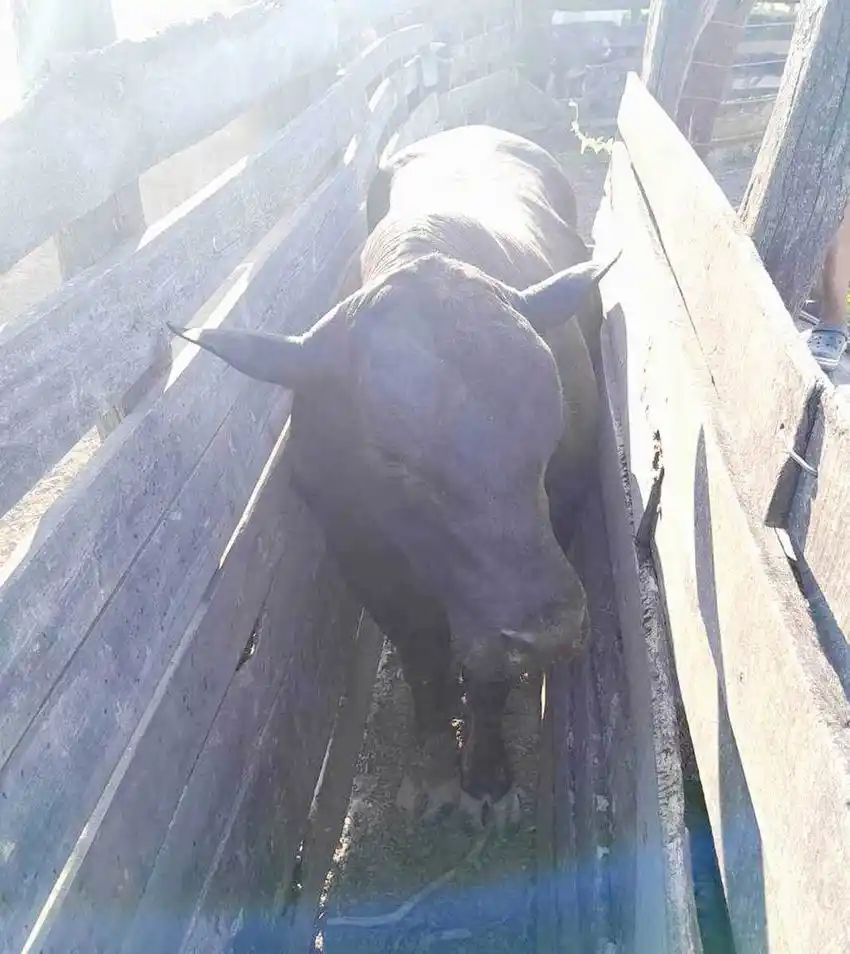 El Colorado: un hombre falleció al 
ser embestido y pisado por un toro