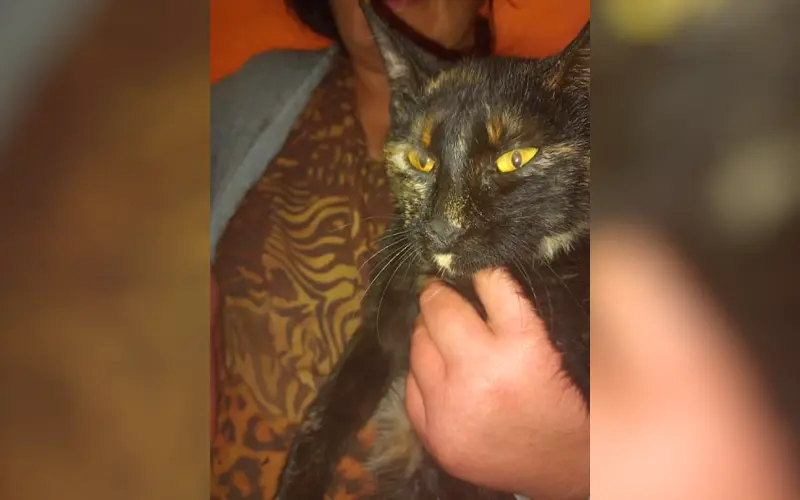 Buscan gatita perdida