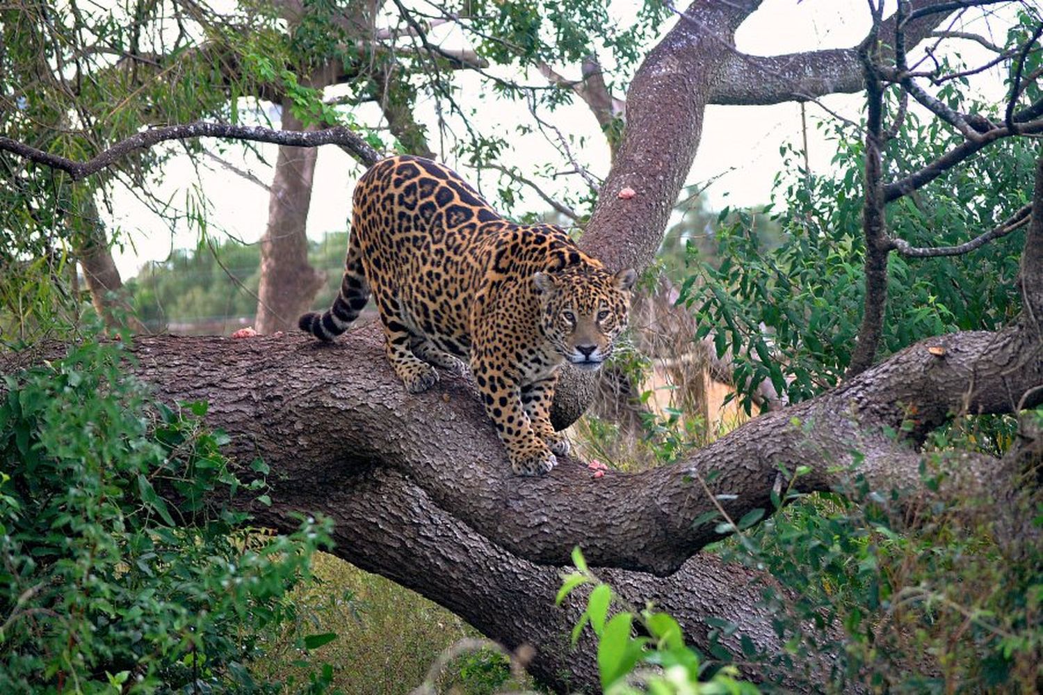 Murió Tobuna, la yaguareté pionera en la reintroducción de su especie en el Iberá