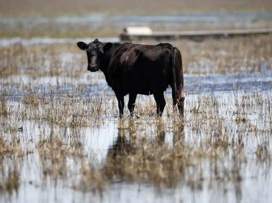Una diputada propuso un impuesto a la emisión de gases de las vacas