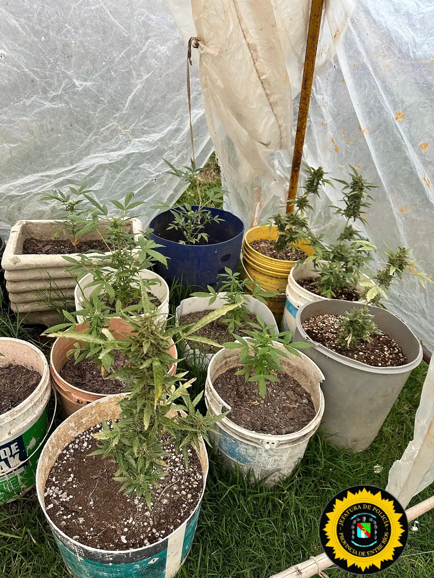 Allanamiento: secuestran 21 plantas de marihuana por exceder lo autorizado