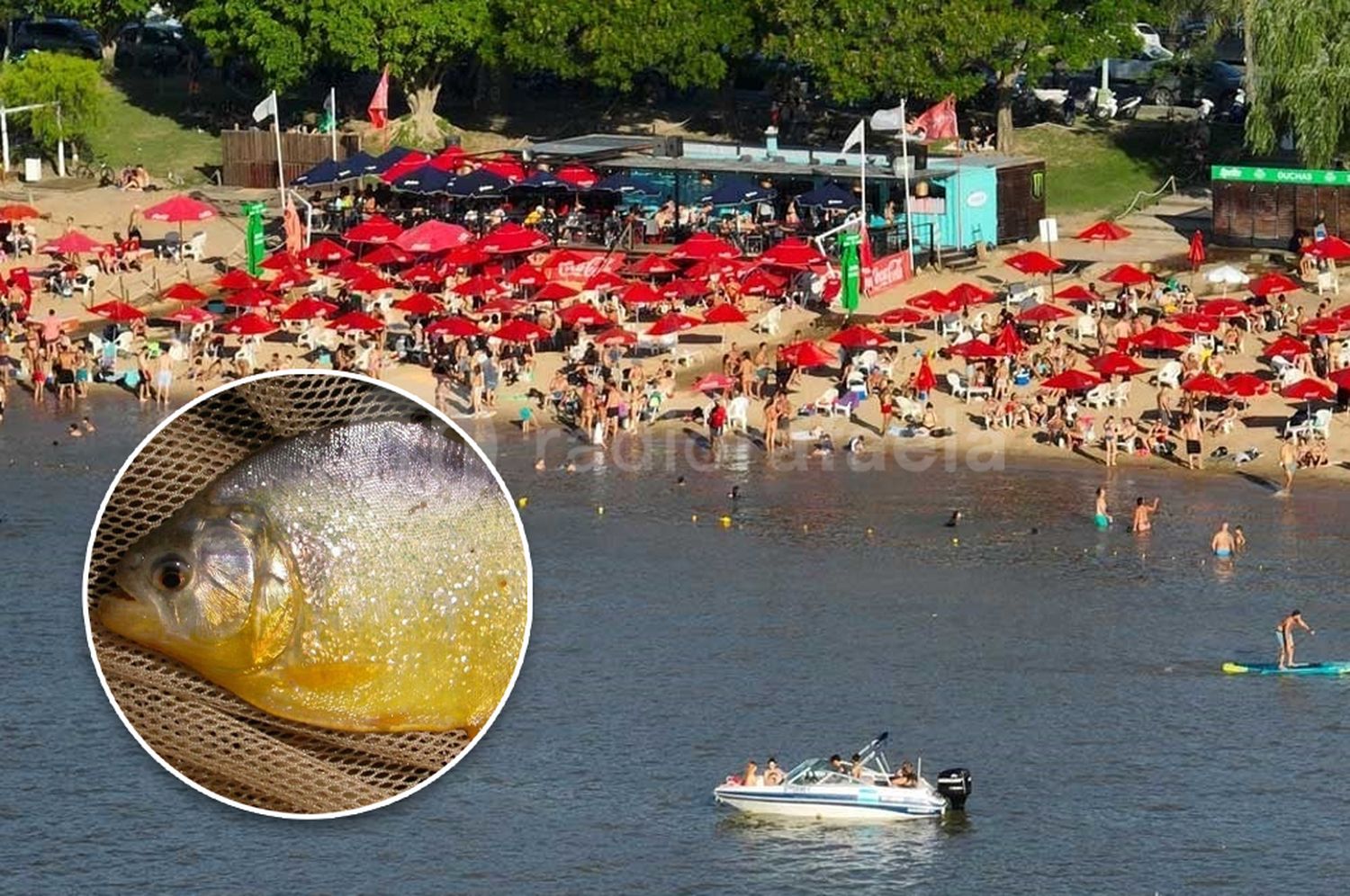 Más de 30 bañistas sufrieron mordeduras de palometas en una playa santafesina