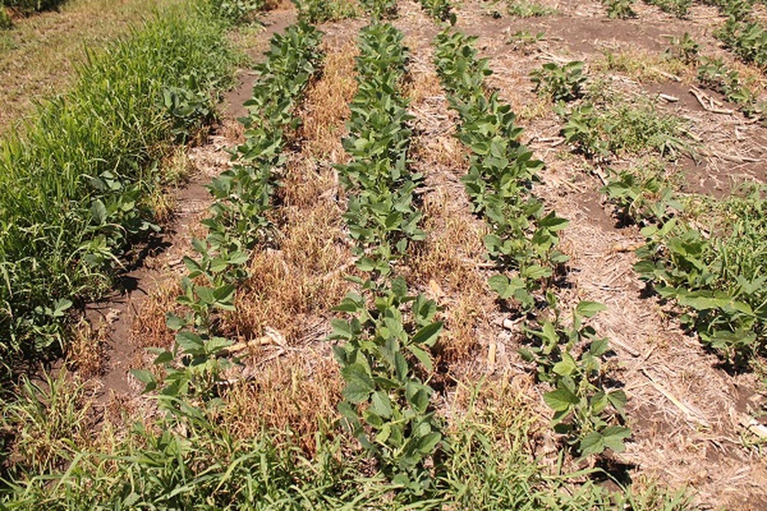 El problema que avanza en el campo y sobre el que cada vez hay menos herramientas para controlarlo