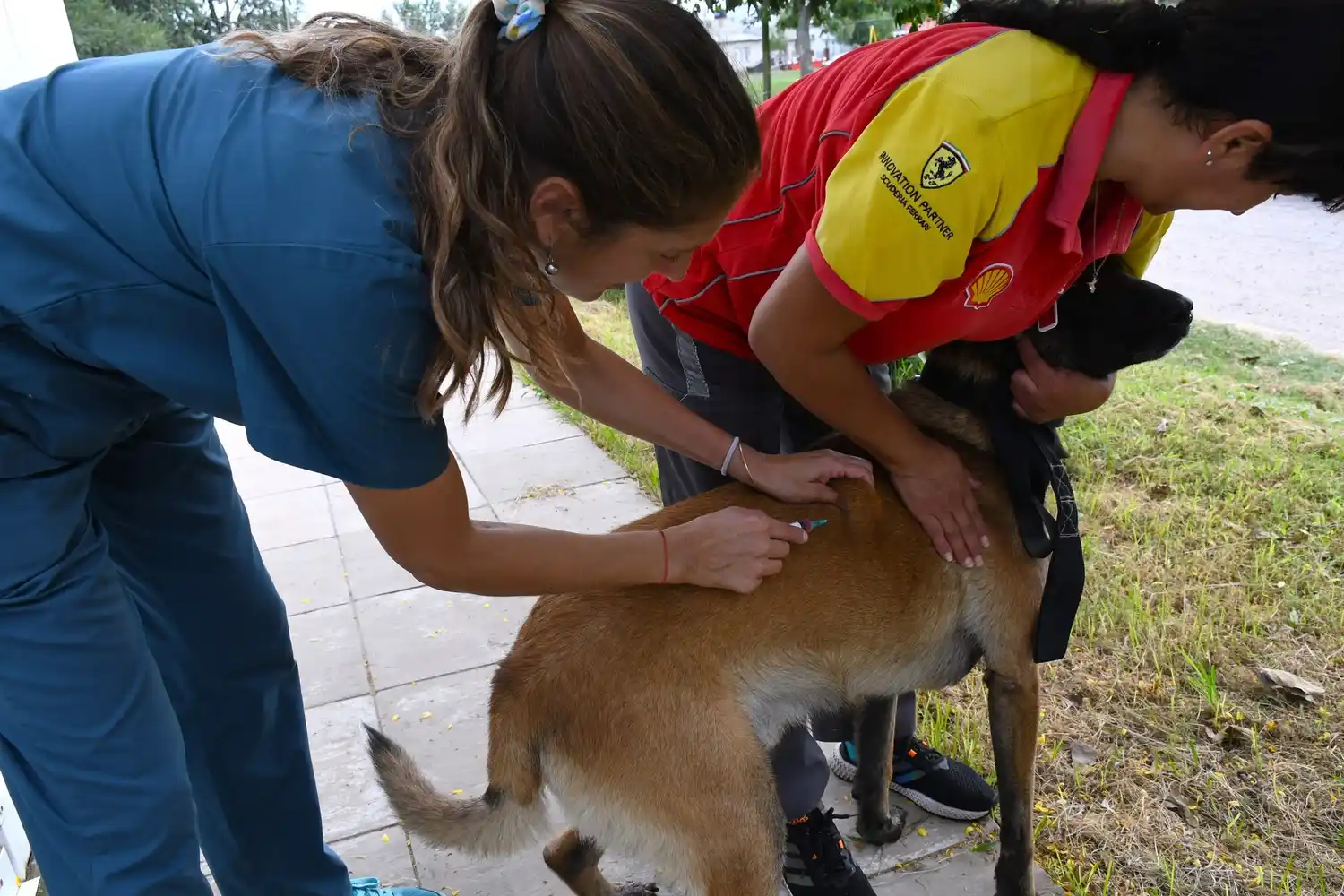 Vacunación gratuita en la Plaza Libertad por el Día Mundial contra la Rabia