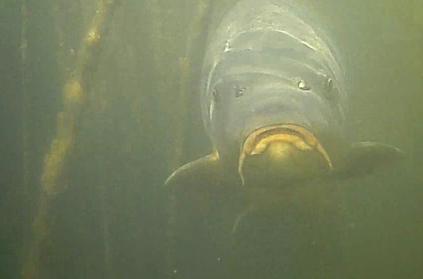 Un buzo marplatense filma un documental sobre la riqueza natural de la laguna de Punta Mogotes