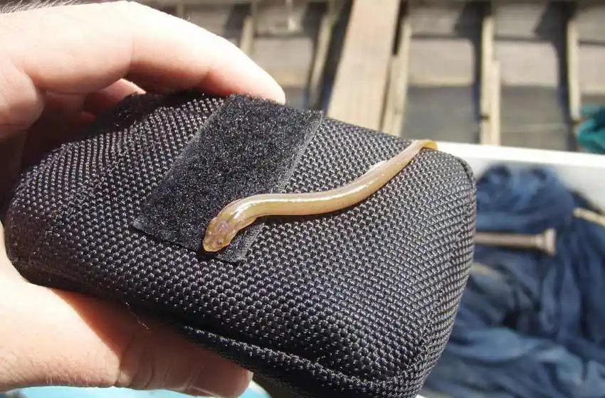 Desmienten presencia del pez vampiro en las aguas del Paraná