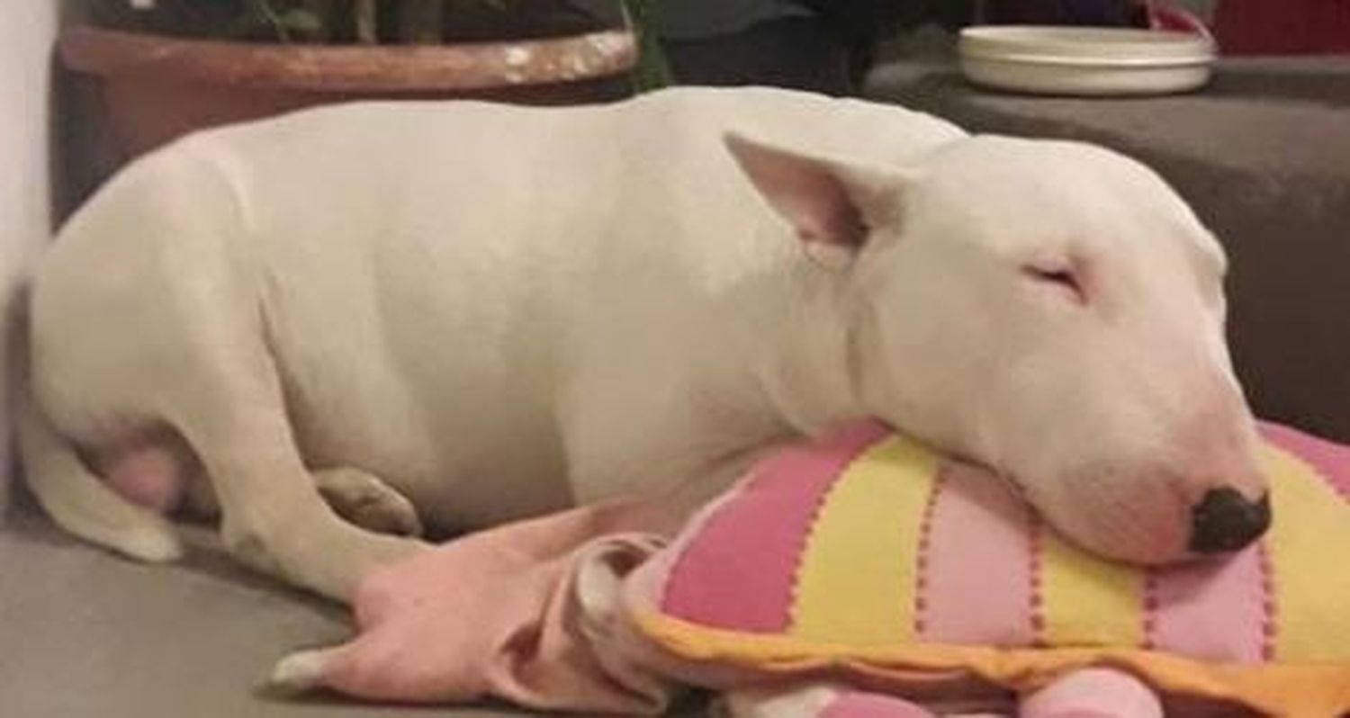 Buscan a este bull terrier