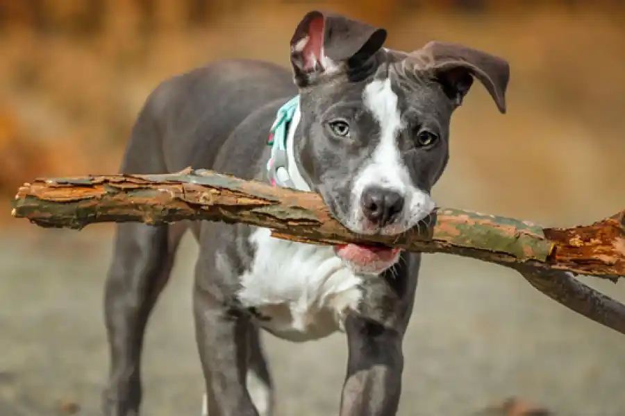 Ataques de perros: Rosario no tiene protocolo ni organismo para actuar en estos casos