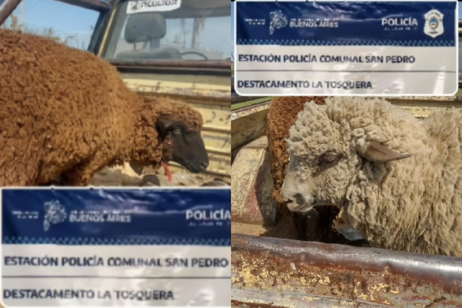 Una joven de 18 años y dos menores detenidos por abigeato