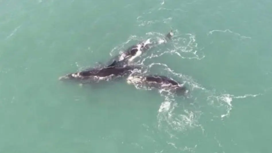 Presentaron un proyecto para regular el avistaje de ballenas en la costa bonaerense