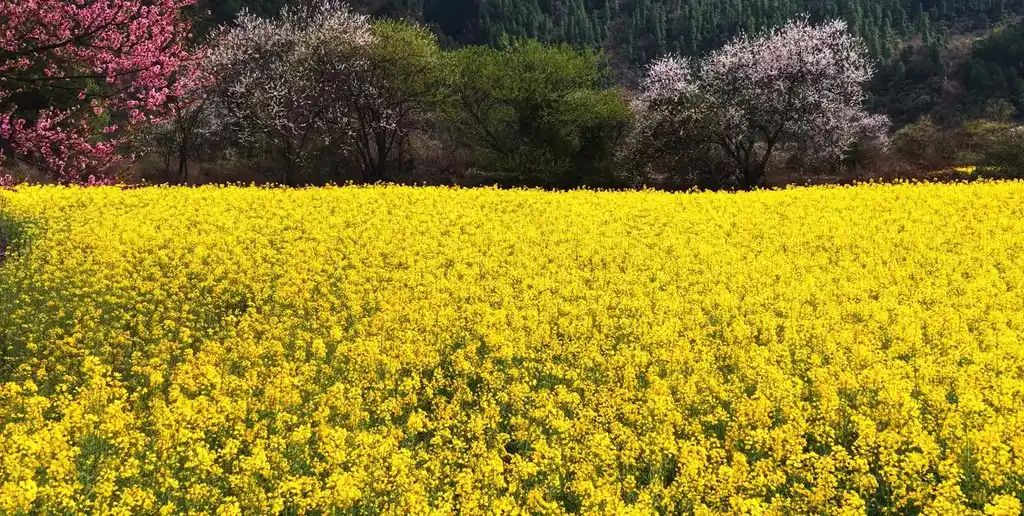 Carinata, camelina y colza: los cultivos que ganan terreno impulsados por los biocombustibles