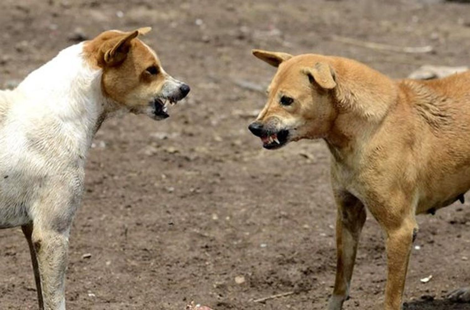 Dos perros atacaron y mataron a su dueña mientras les daba de comer