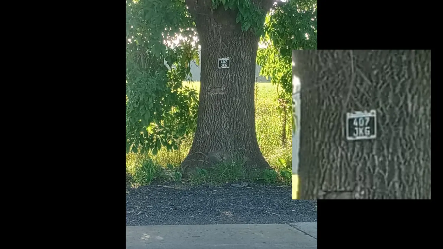 Patente colgada de un  árbol
