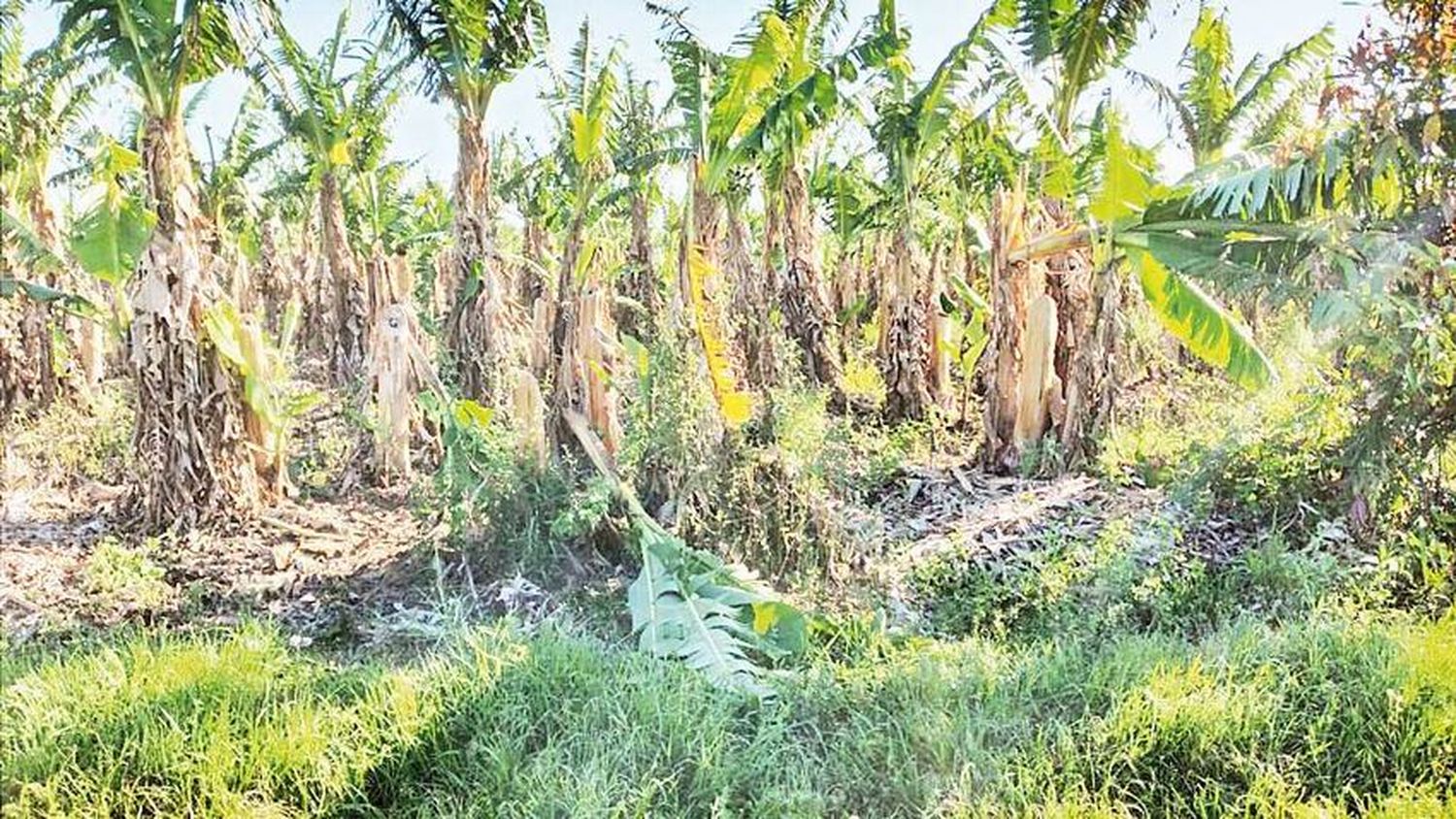 El Gobierno trabaja en las estrategias para 
sostener la situación de Emergencia Agrícola