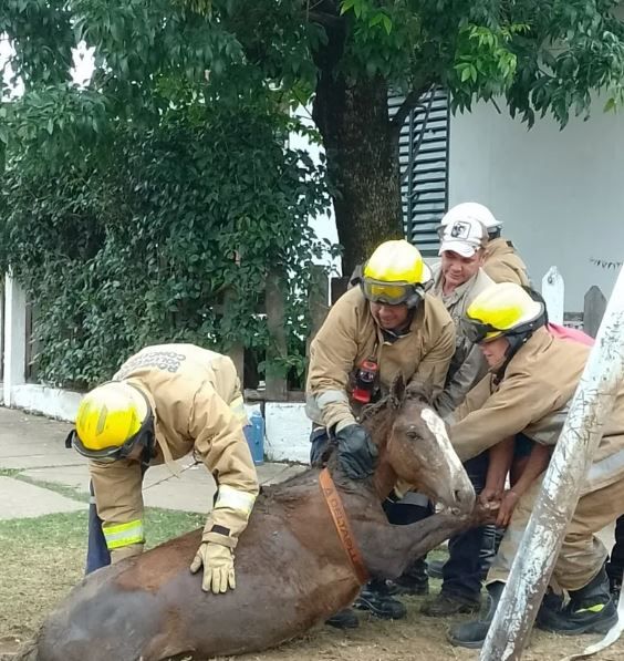Los bomberos de Concordia rescataron sano y salvo a un caballo que se había caído en un pozo