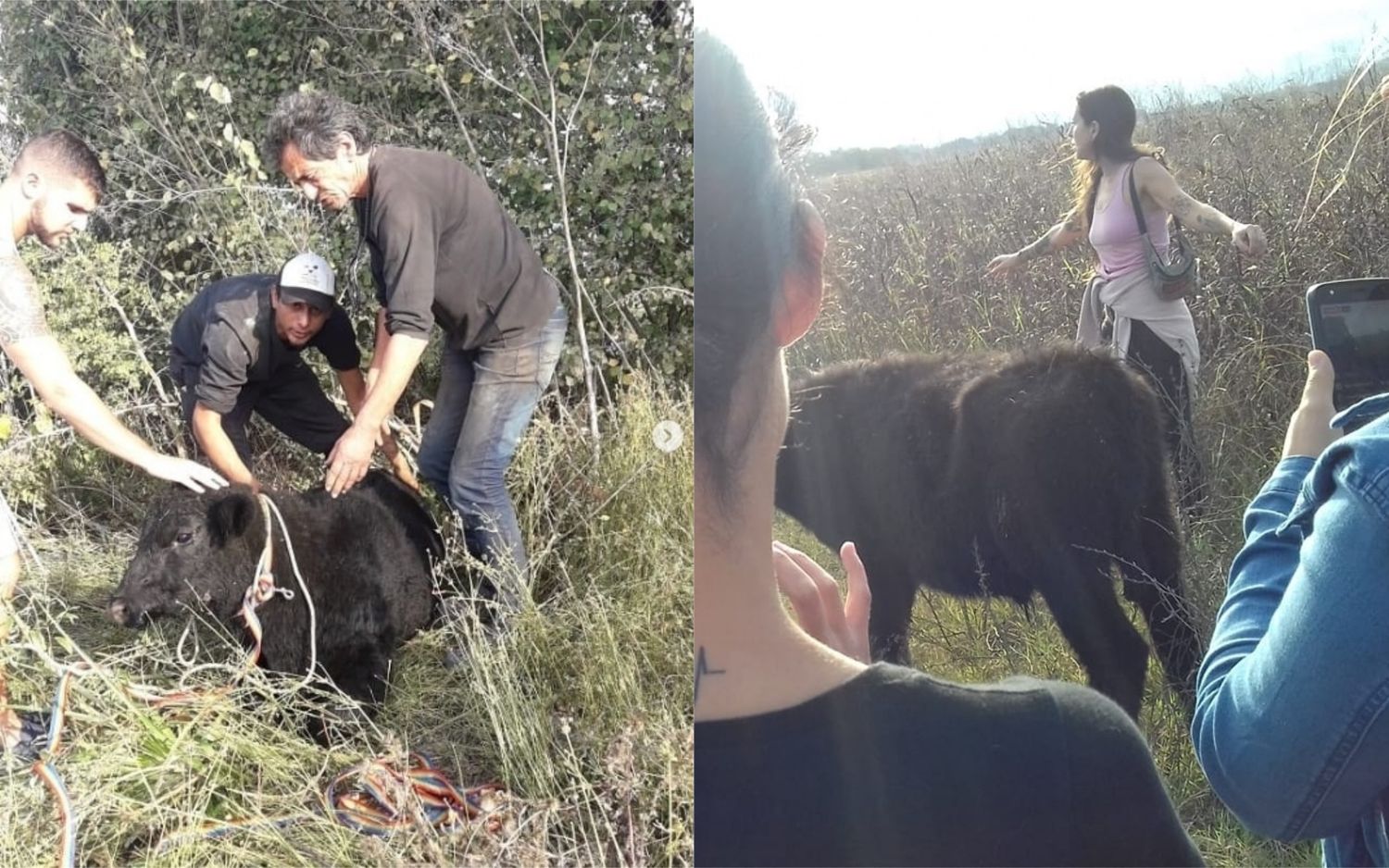 Pelea entre vecinos y proteccionistas tras el vuelco de un camión con animales en Luján