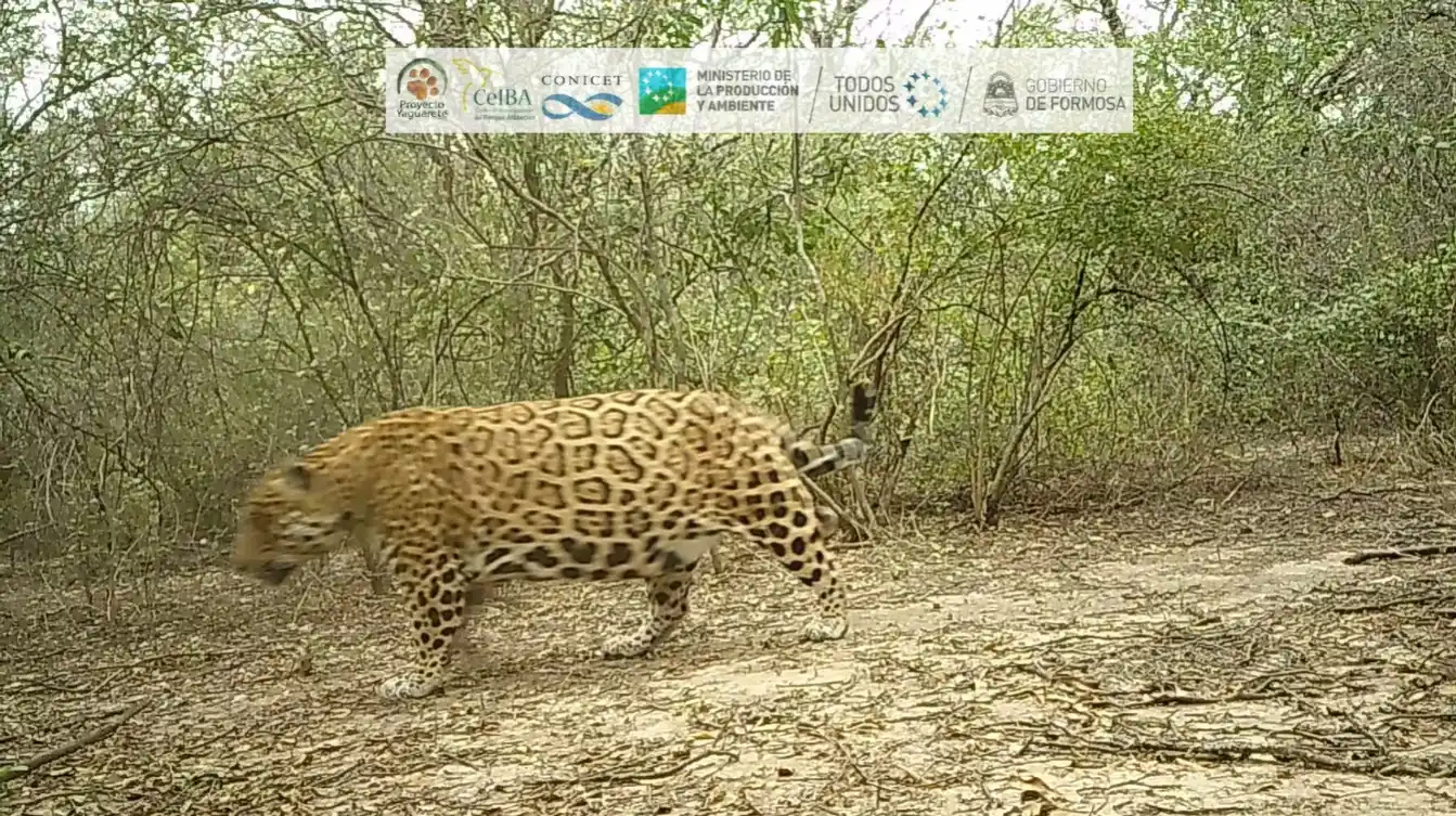 Hasta el jueves 28 hay tiempo para votar y elegir el nombre del nuevo yaguareté