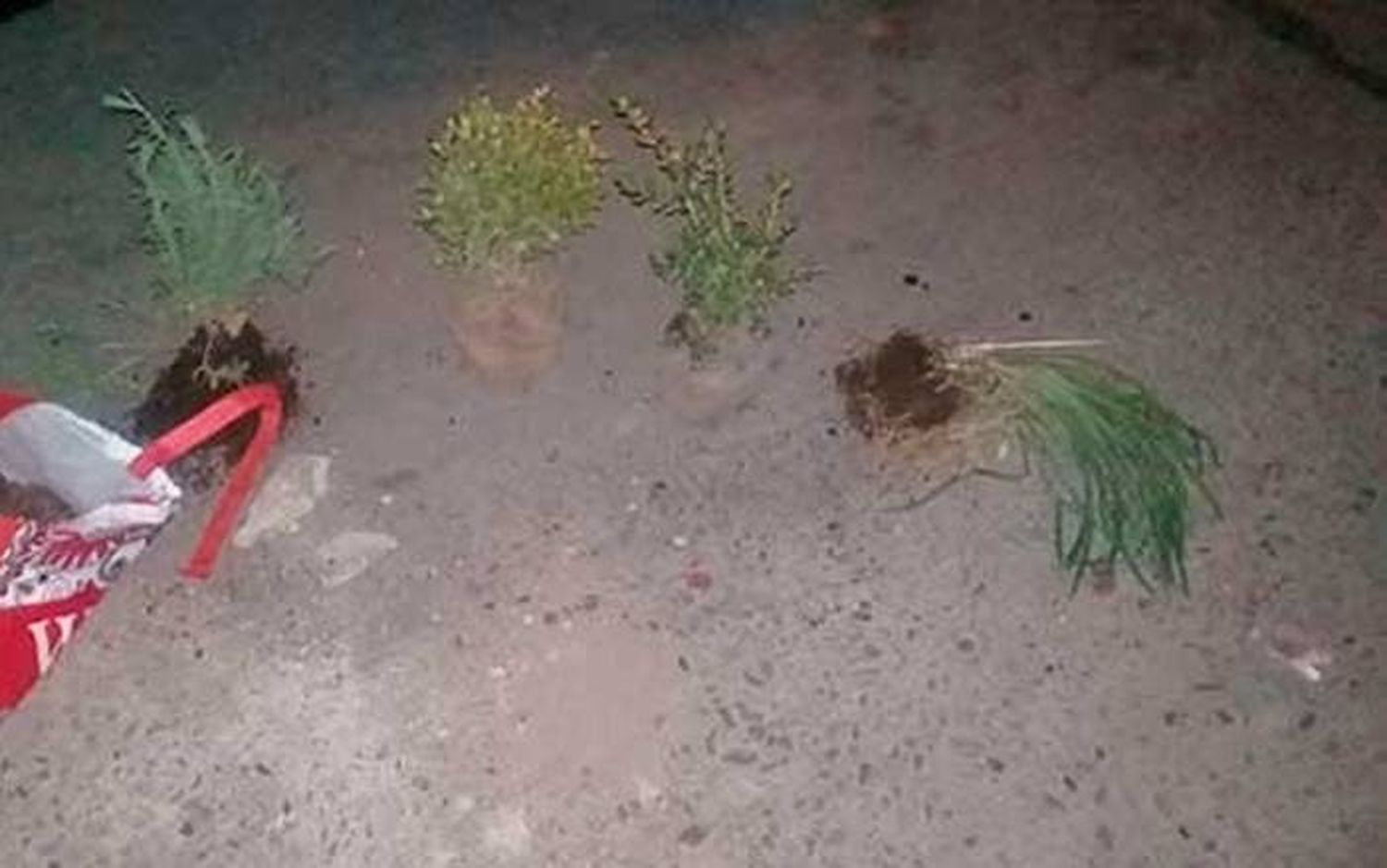 Ladrón de plantas,    apresado en flagrancia  