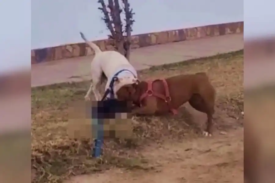 Dos pitbull sueltos ingresaron a una casa y atacaron a un caniche hasta matarlo en Córdoba