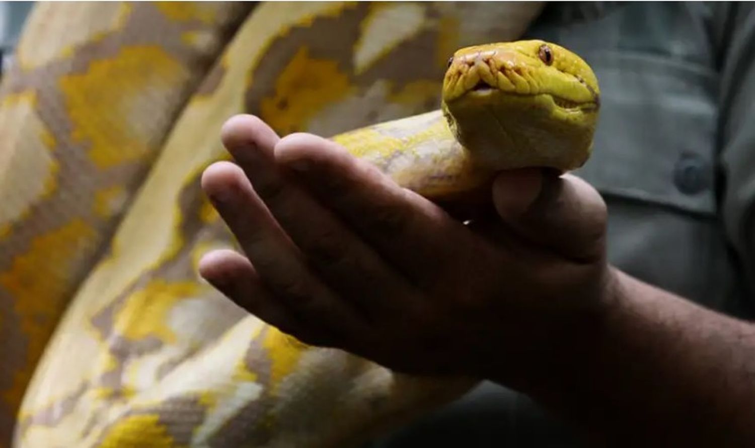 La eficiencia alimenticia de las pitones supera a la de muchos animales.