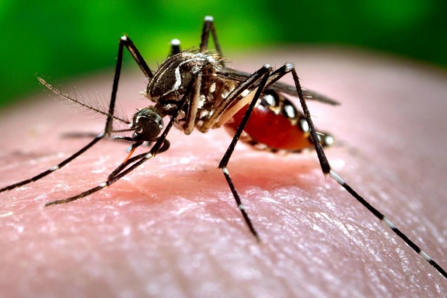 La provincia brindó recomendaciones ante los casos de dengue