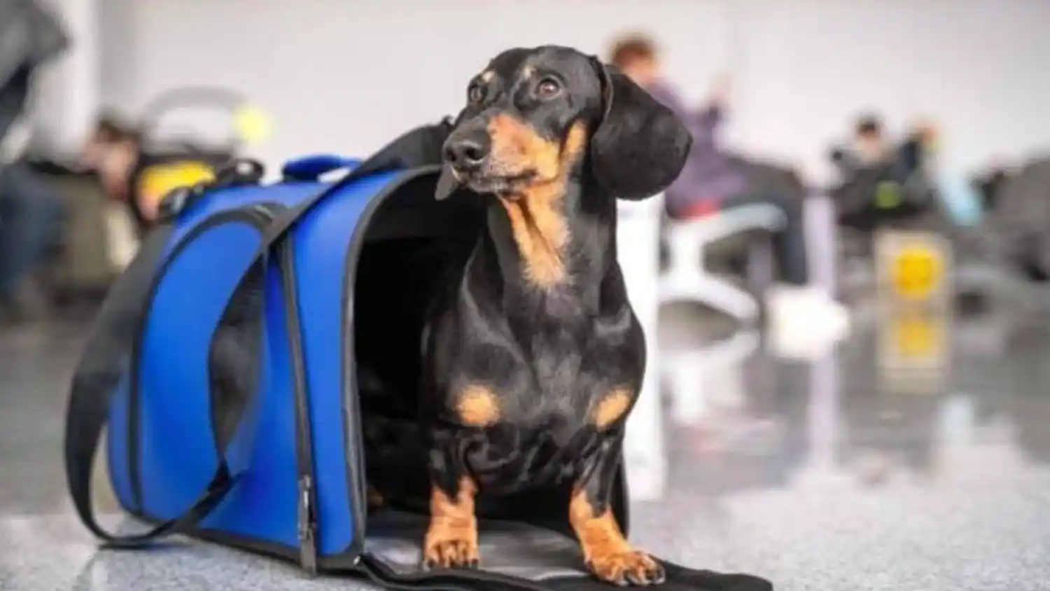 Se deben cumplir con requisitos que aseguren el correcto traslado de los animales.