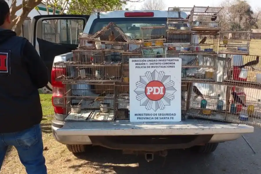 En un allanamiento, rescataron 38 aves silvestres autóctonas de distintas especies: estaban cautivas en Desvío Arijón