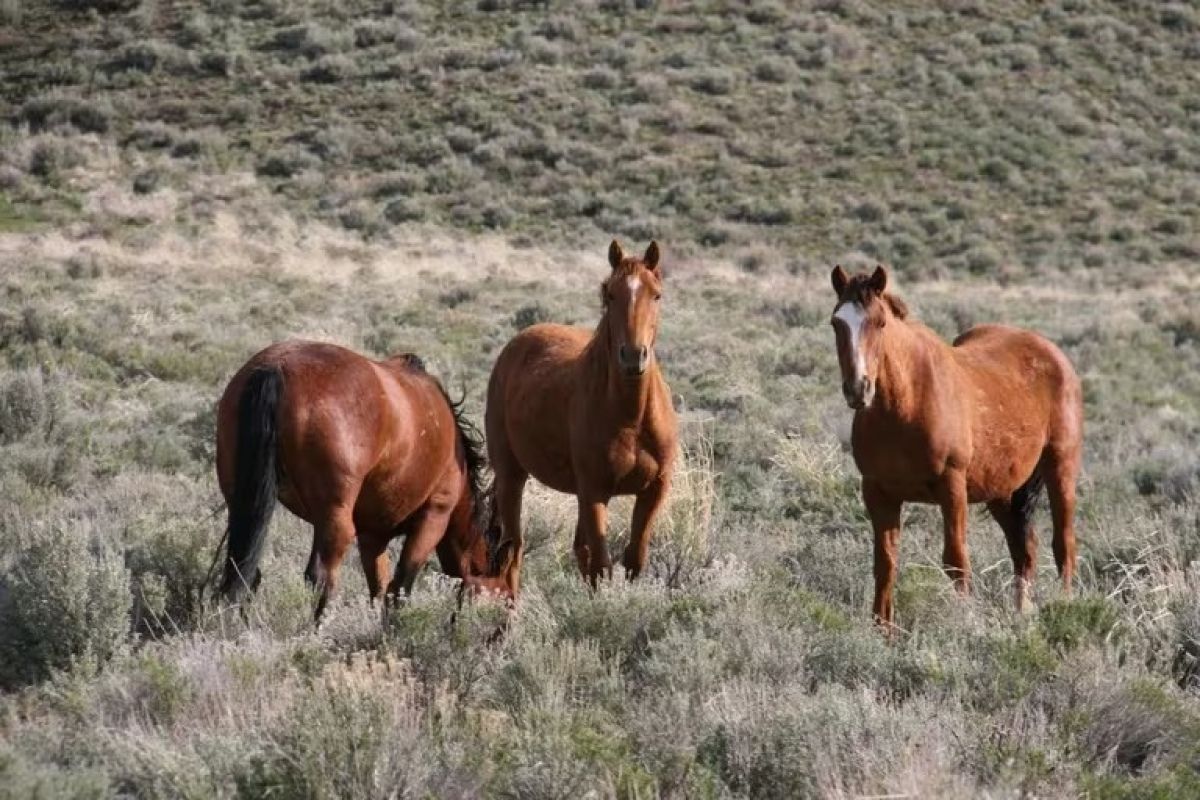 Hay vacunas contra la Encefaliomelitis Equina
