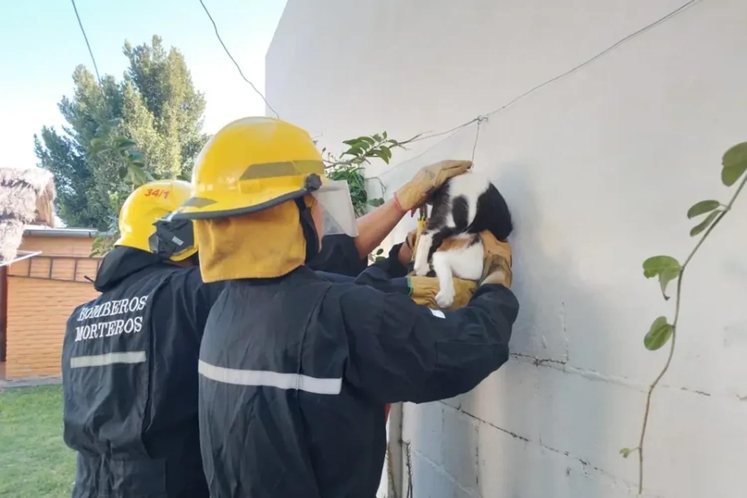 Un gatito quedó atrapado en un alambre y tuvo que ser rescatado por los Bomberos