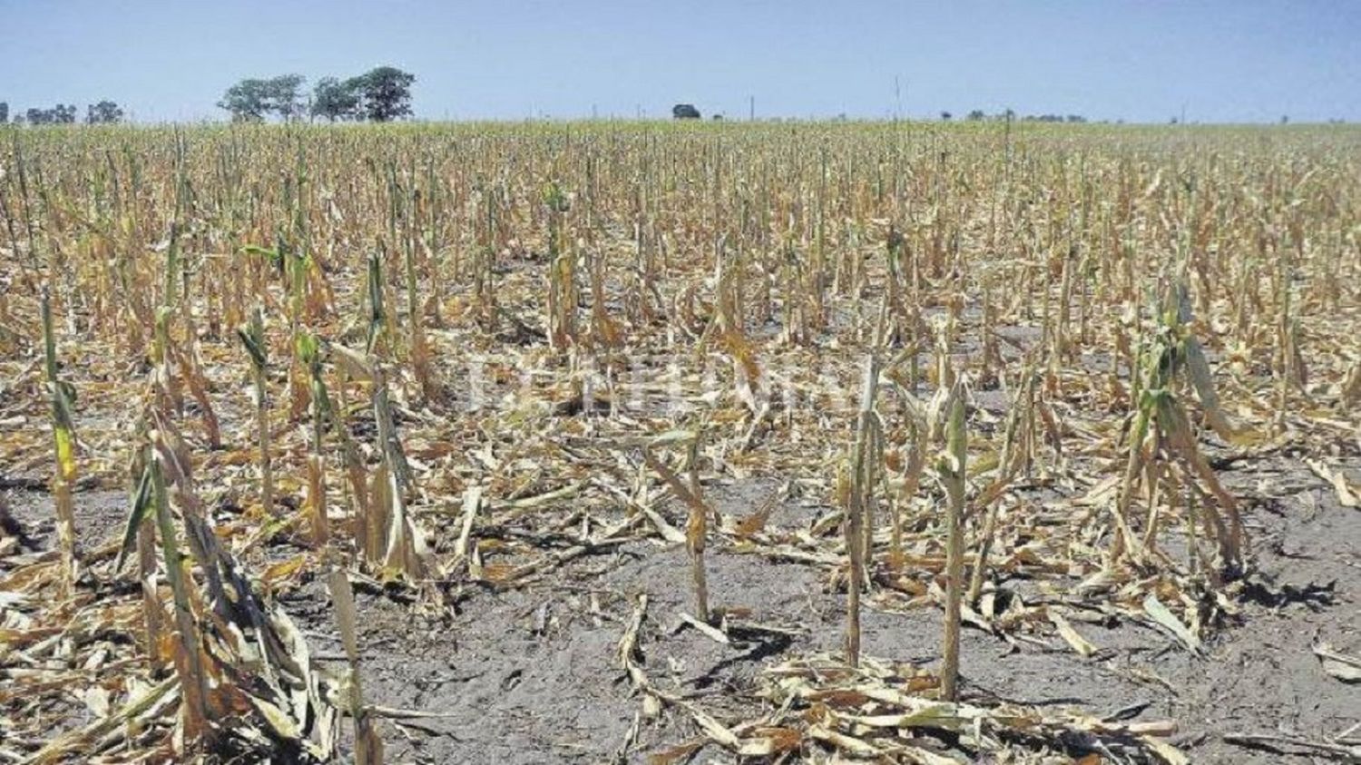 Para FARER, el gobierno "debería repensar sus políticas agropecuarias"