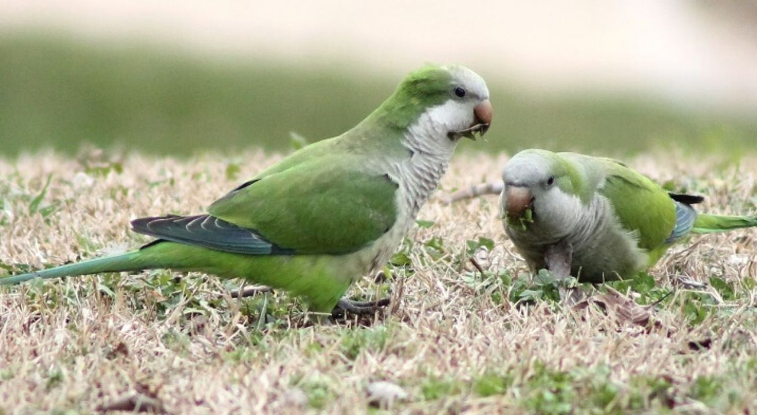 Ataques de palomas y cotorras afectan los cultivos en el centro y norte de Santa Fe