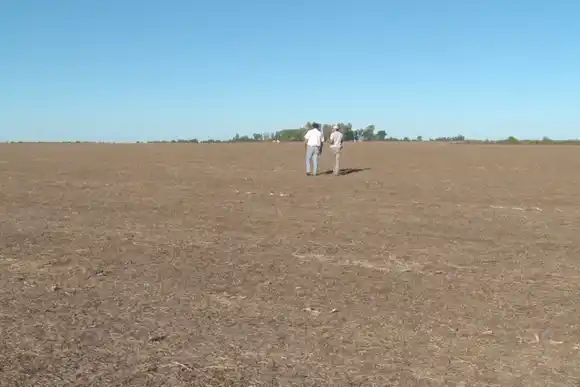 Revelan que el 20% de los productores elige cultivos de servicio