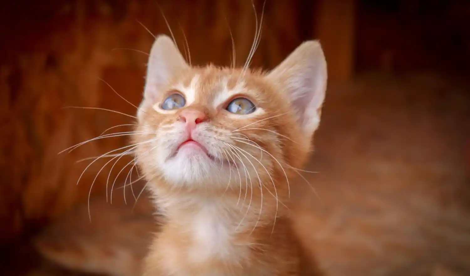 Un estudio revela que los felinos son «susceptibles» al coronavirus y pueden contagiarse entre ellos