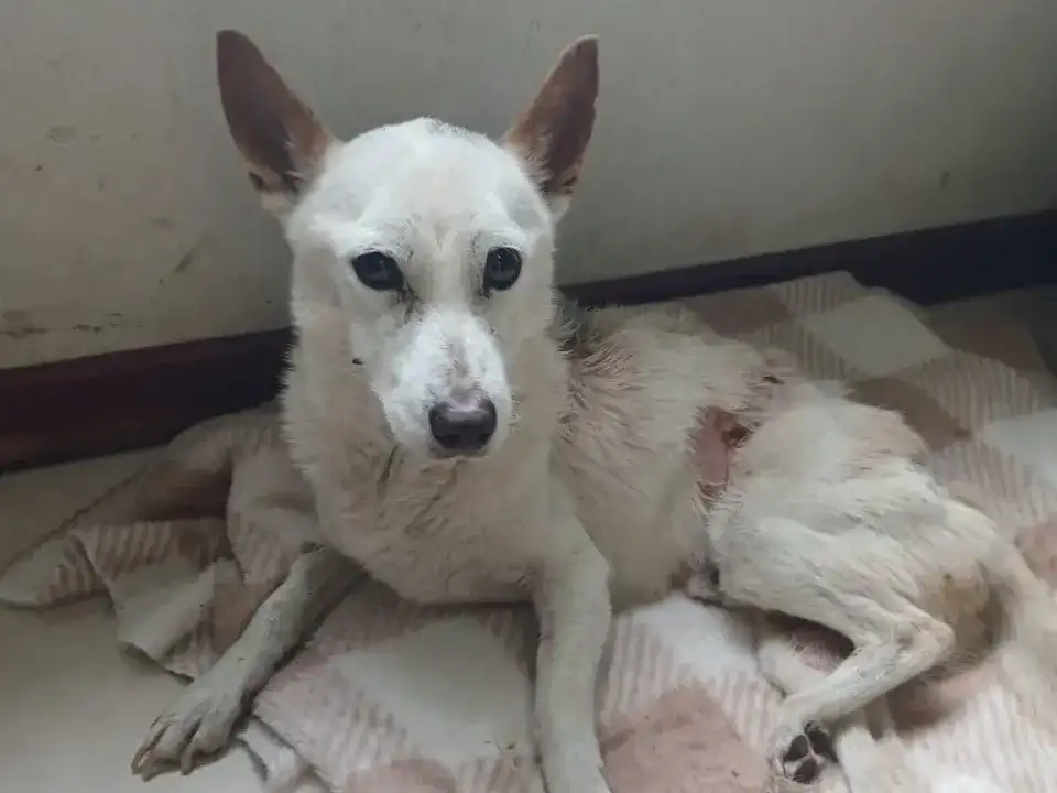 Pluto, el perro víctima de maltrato