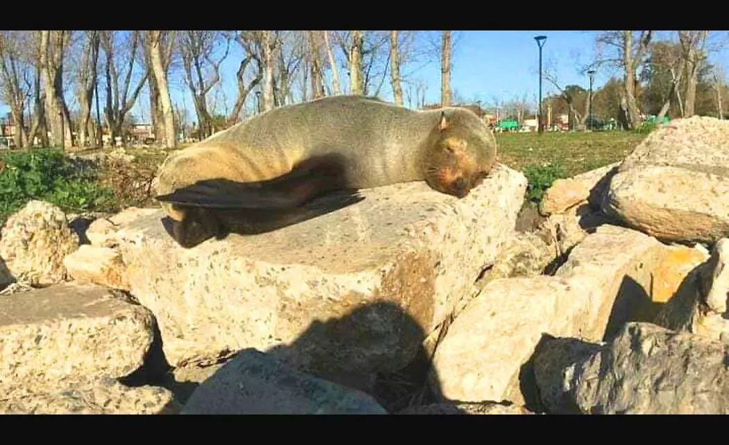 Ensenada: Un lobo marino apareció de visita por las playas de Punta Lara 