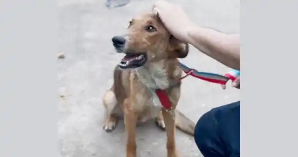 Operativo policial permitió rescatar 12 perros en deplorables condiciones de salud