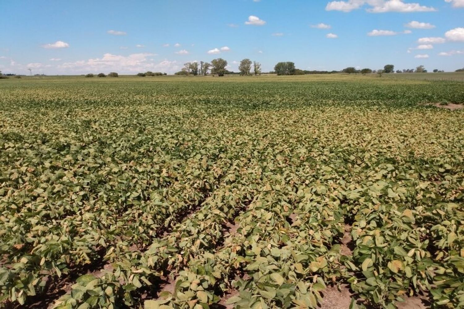 Emergencia Agropecuaria: ya están disponibles los formularios