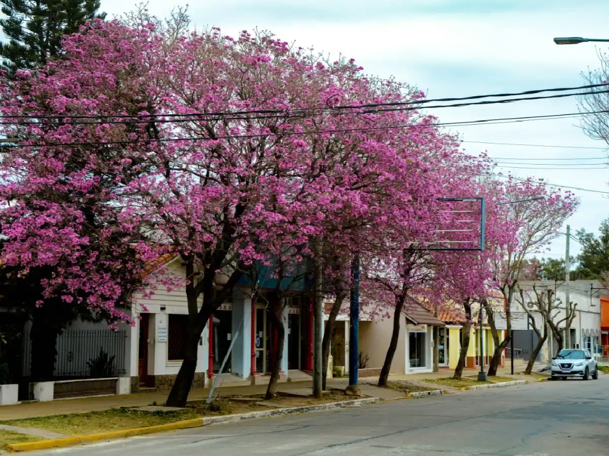 Lapachos: los árboles misioneros que se adaptaron al suelo de San Justo