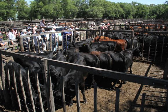 Los Arzoz tuvieron su fiesta de fin de año en la feria
