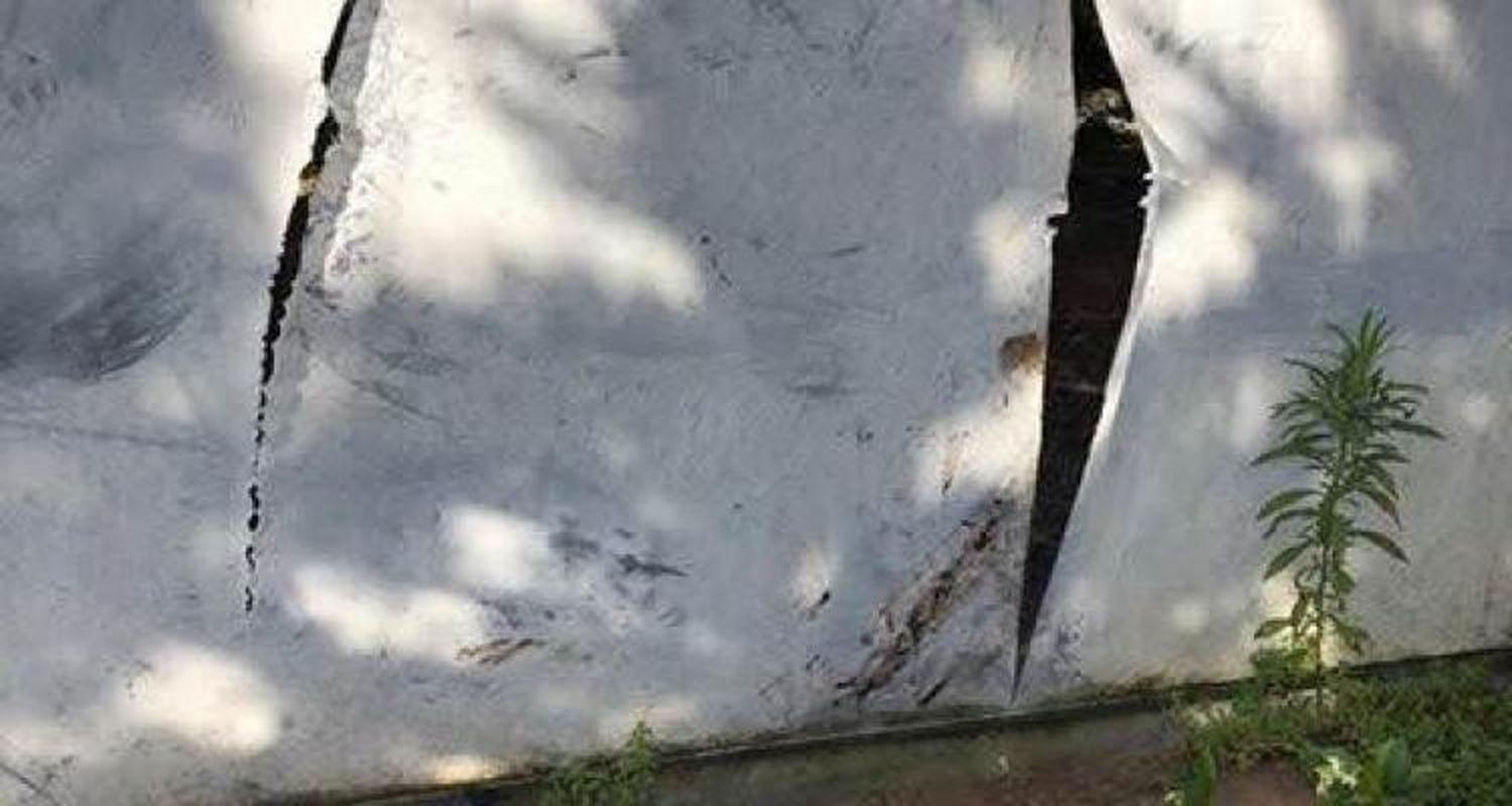 Otra vez,  ola de robo en viveros