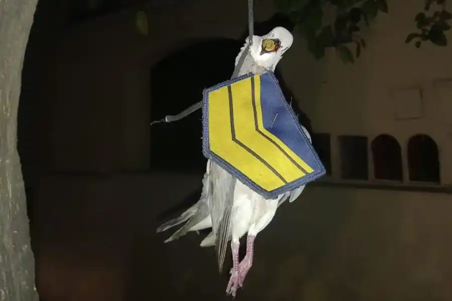 Extraño hallazgo en Córdoba: una paloma muerta con una insignia policial y una bala en el pico