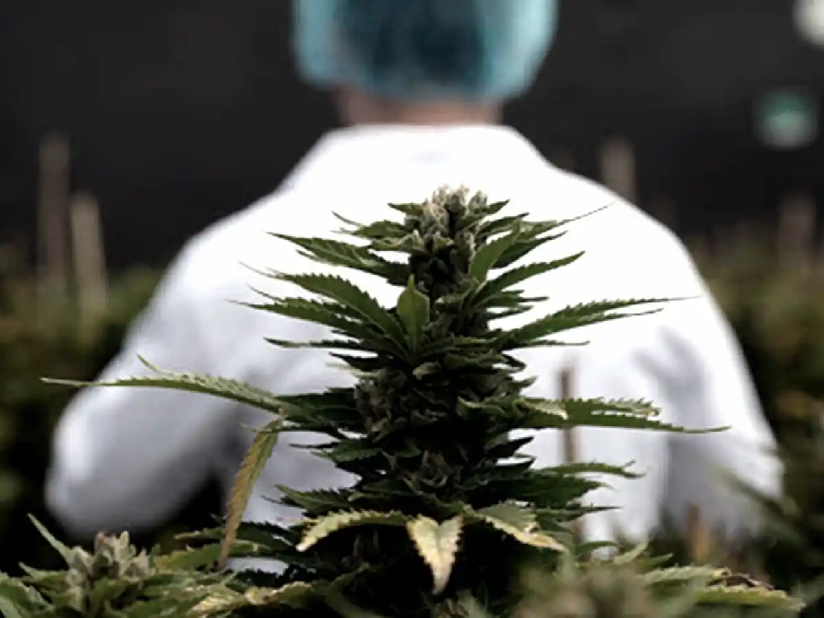 Argentina y Brasil acordaron impulsar la producción y comercialización del cannabis